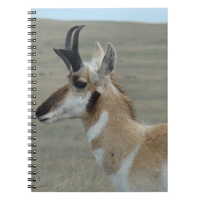 A29 Gaffelantilop Unge Bukhuvud Profil Anteckningsbok (Framsidan)