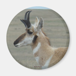 A29 Pronghorn Antelope Young Buck Head Profile Magnet