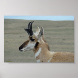 A29 Pronghorn Antelope Young Buck Head Profile Poster
