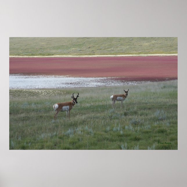 A2 Pronghorn Antelope Poster (Framsidan)