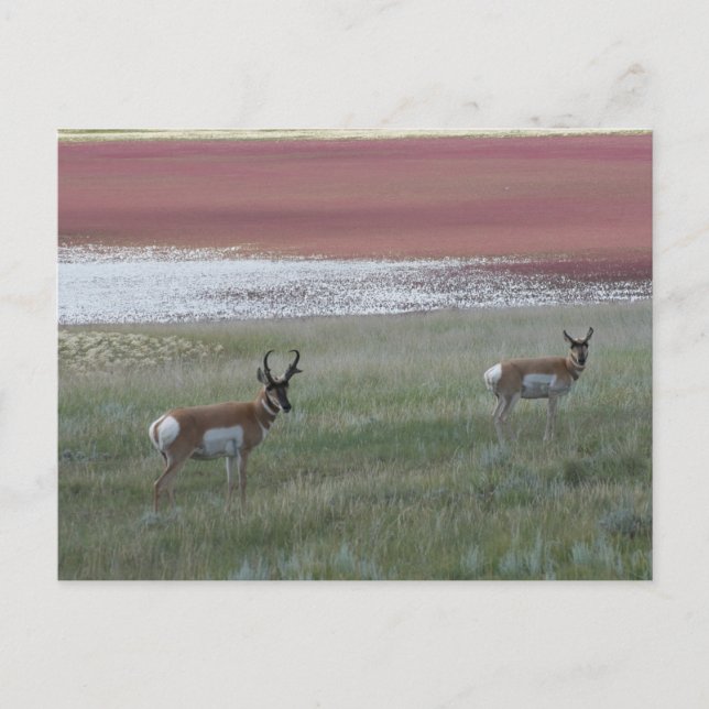 A2 Pronghorn Antelope Vykort (Framsida)
