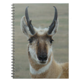 A30 Pronghorn Antelope Young Buck Head Shot Anteckningsbok