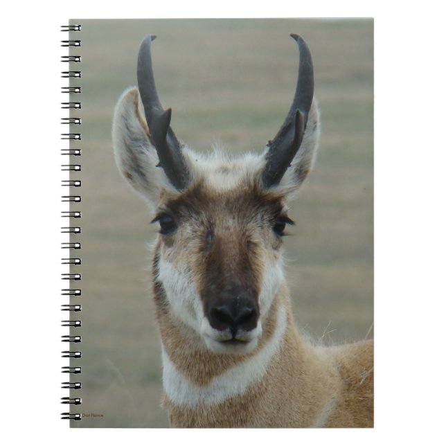 A30 Pronghorn Antelope Young Buck Head Shot Anteckningsbok (Framsidan)