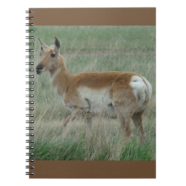 A31 Pronghorn Antelope Doe Anteckningsbok (Framsidan)