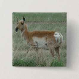 A31 Pronghorn Antelope Doe Knapp