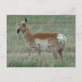 A31 Pronghorn Antelope Doe Vykort