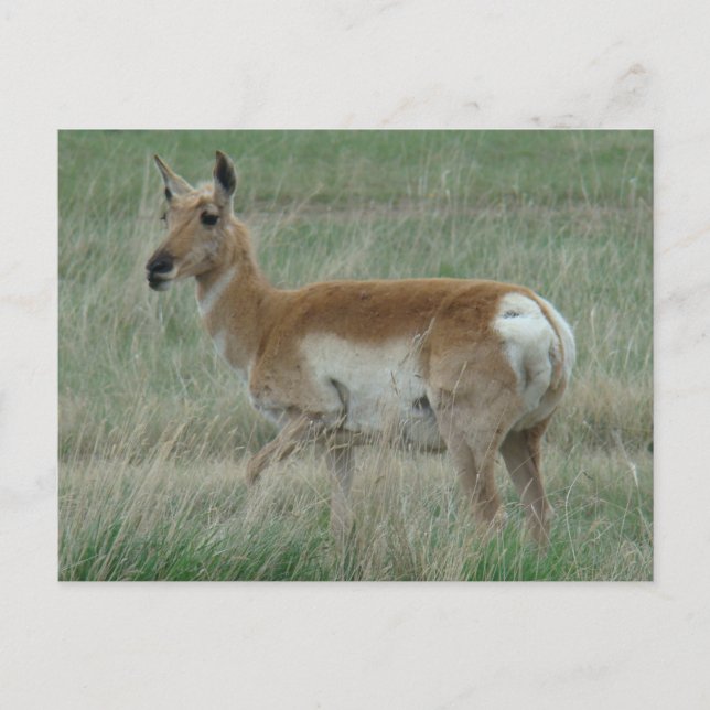 A31 Pronghorn Antelope Doe Vykort (Framsida)