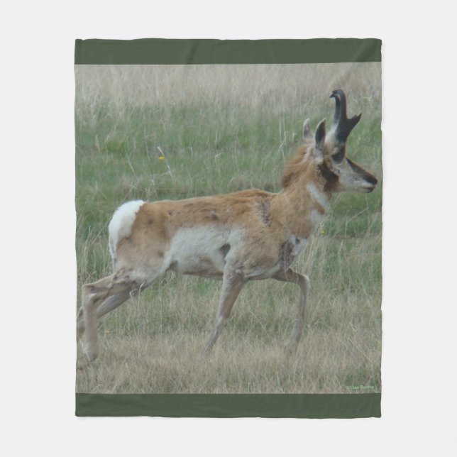 A32 Pronghorn Antelope Buck Fleecefilt (Framsidan)