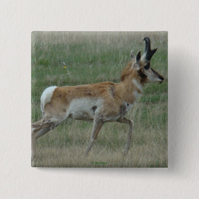 A32 Pronghorn Antelope Buck Knapp (Framsida)