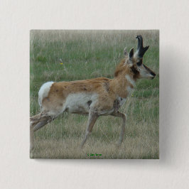 A32 Pronghorn Antelope Buck Knapp