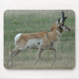 A32 Pronghorn Antelope Buck Musmatta