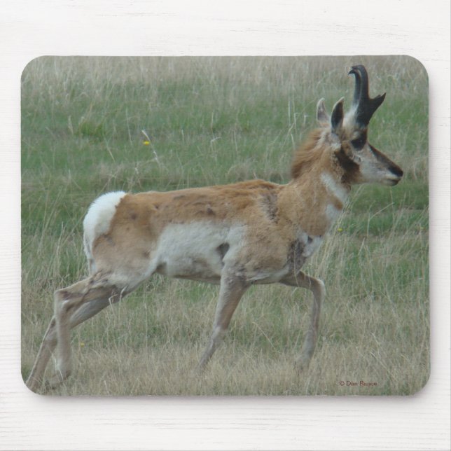 A32 Pronghorn Antelope Buck Musmatta (Framsidan)