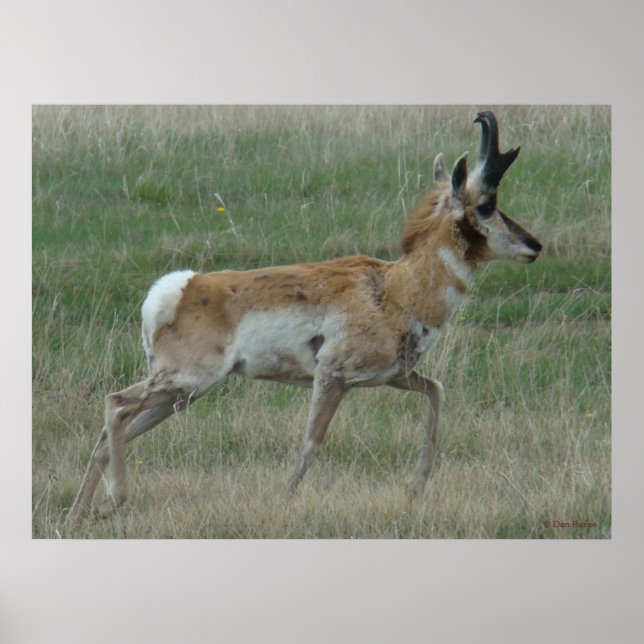 A32 Pronghorn Antelope Buck Poster (Framsidan)