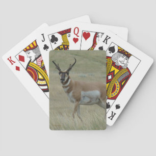 A33 Gaffelantilop Buck Krokiga Horn Casinokort
