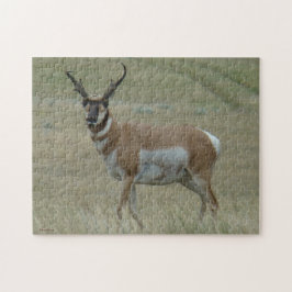 A33 Gaffelantilop Sneda Horn Pussel