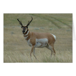A33 Pronghorn Antelope Big Buck Crooking Horns Hälsningskort