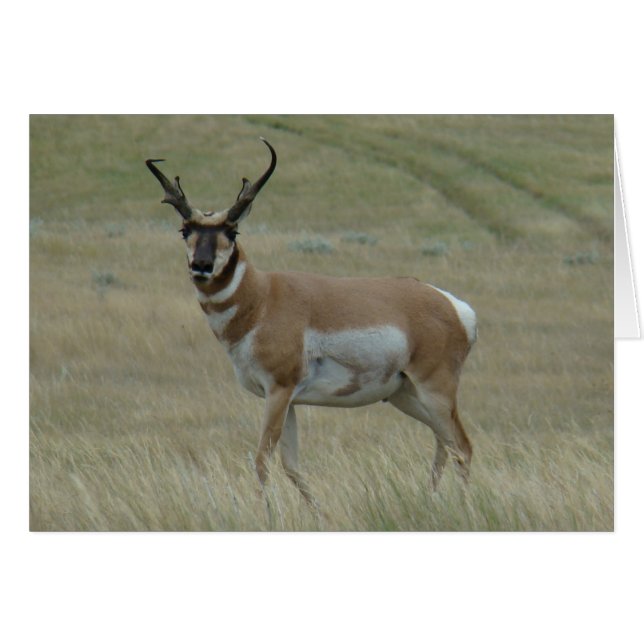 A33 Pronghorn Antelope Big Buck Crooking Horns Hälsningskort (Framsidan Horizontal)