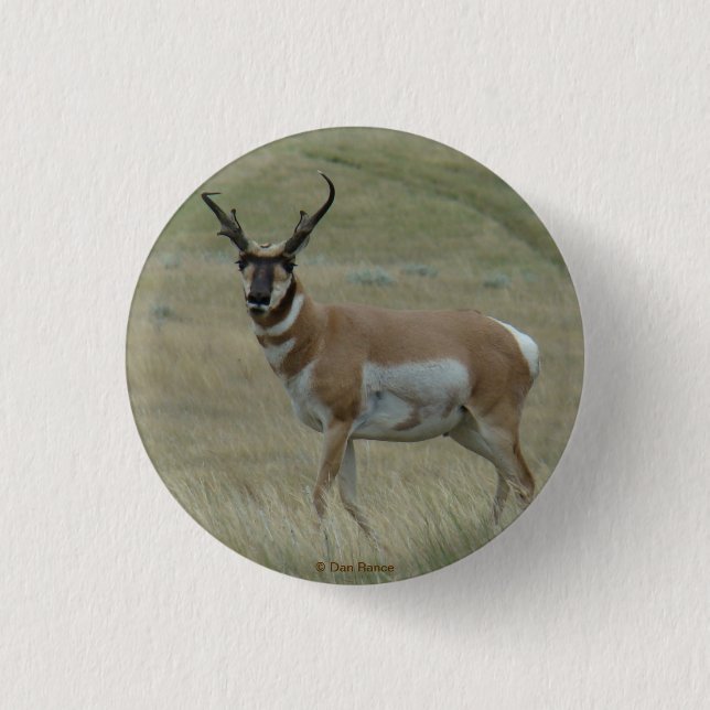 A33 Pronghorn Antelope Buck Croked Horns Knapp (Framsida)