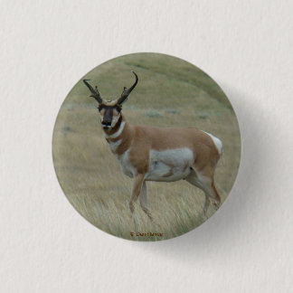 A33 Pronghorn Antelope Buck Croked Horns Knapp