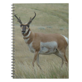 A33 Pronghorn Antelope Buck Crooking Horns Anteckningsbok
