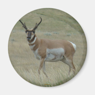 A33 Pronghorn Antelope Buck Crooking Horns Magnet