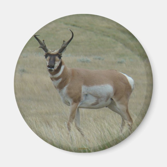 A33 Pronghorn Antelope Buck Crooking Horns Magnet (Framsidan)
