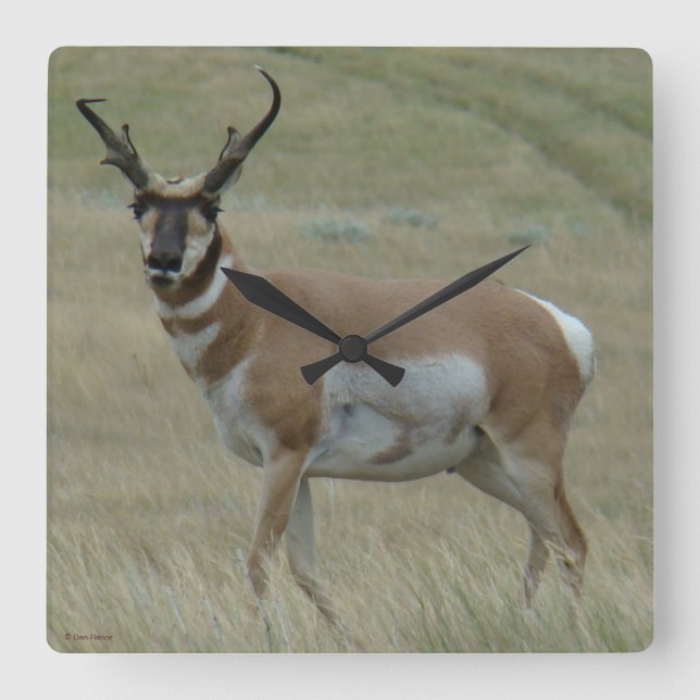 A33 Pronghorn Antelope Croked Horns Fyrkantig Klocka (Framsida)