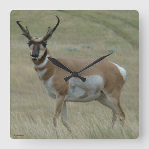 A33 Pronghorn Antelope Croked Horns Fyrkantig Klocka