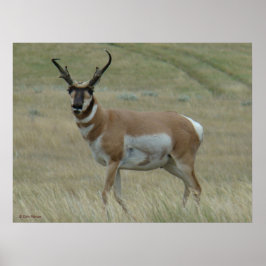A33 Pronghorn Antelope Crooking Horns Poster