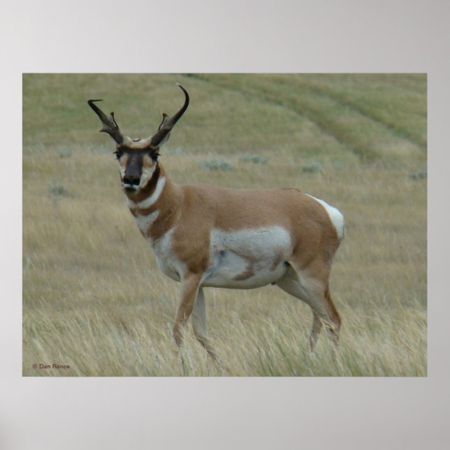 A33 Pronghorn Antelope Crooking Horns Poster (Framsidan)