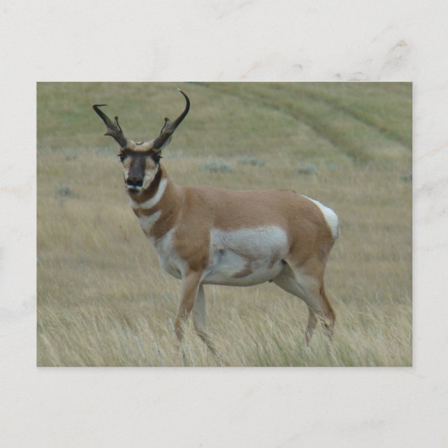 A33 Pronghorn Antelope Crooking Horns Vykort (Framsida)