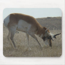 A34 Pronghorn Antelope Buck Crooking Horns