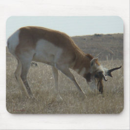 A34 Pronghorn Antelope Buck Crooking Horns Musmatta