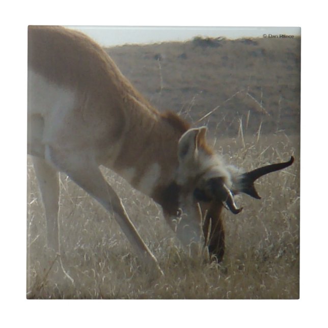 A34 Pronghorn Antelope Crooking Horns Kakelplatta (Framsidan)