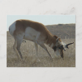 A34 Pronghorn Antelope Crooking Horns Vykort