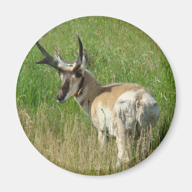 A35 Gaffelantilop Hanne Magnet (Framsidan)