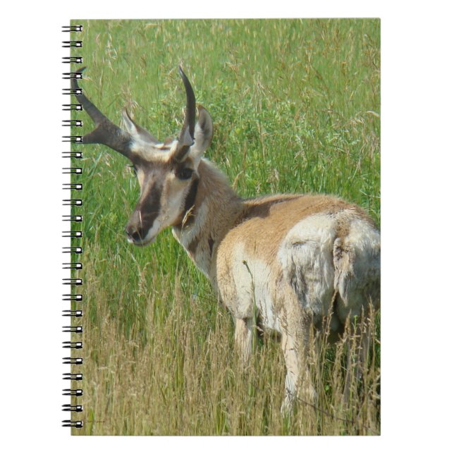 A35 Pronghorn Antelope Buck Anteckningsbok (Framsidan)