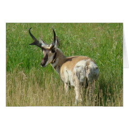 A35 Pronghorn Antelope Buck Hälsningskort