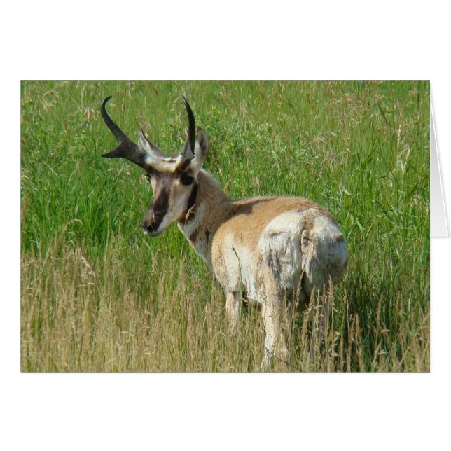 A35 Pronghorn Antelope Buck Hälsningskort (Framsidan Horizontal)