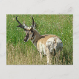 A35 Pronghorn Antelope Buck Vykort