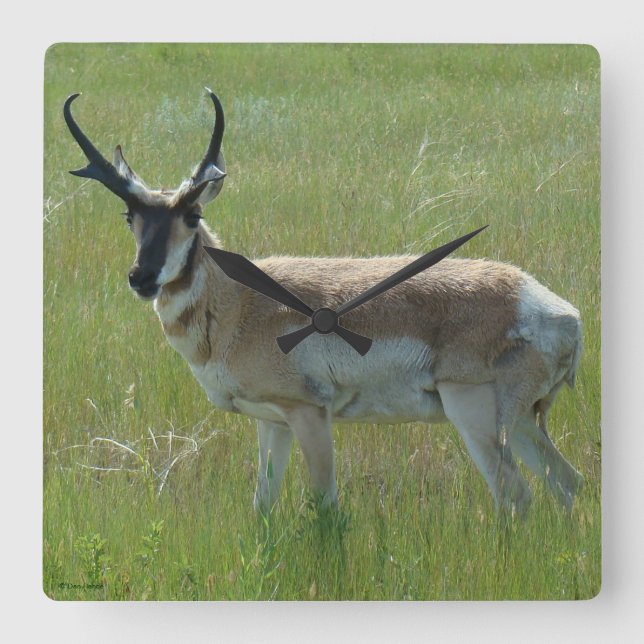 A36 GaffelAntilop Bock Fyrkantig Klocka (Framsida)