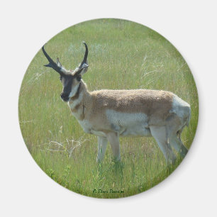 A36 Gaffelantilop Hanne Magnet