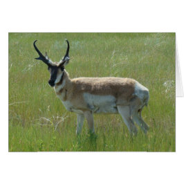 A36 Pronghorn Antelope Big Buck Hälsningskort