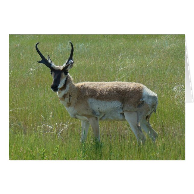 A36 Pronghorn Antelope Big Buck Hälsningskort (Framsidan Horizontal)