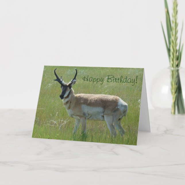 A36 Pronghorn Antelope Big Buck Kort (Framsida)