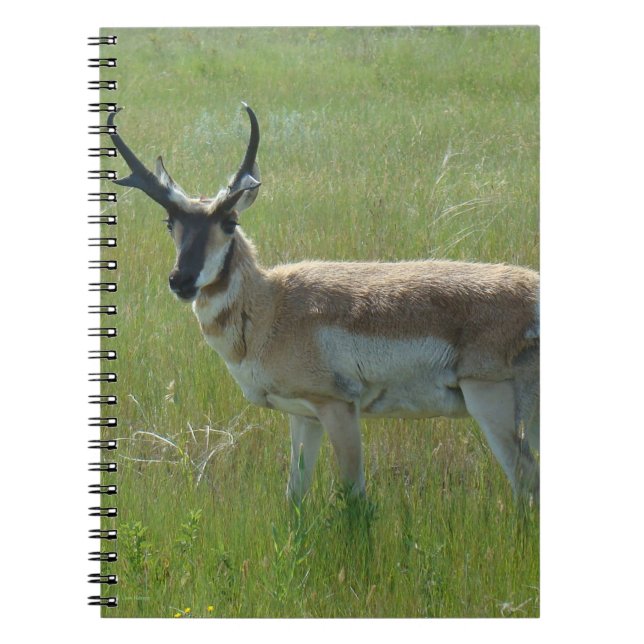 A36 Pronghorn Antelope Buck Anteckningsbok (Framsidan)