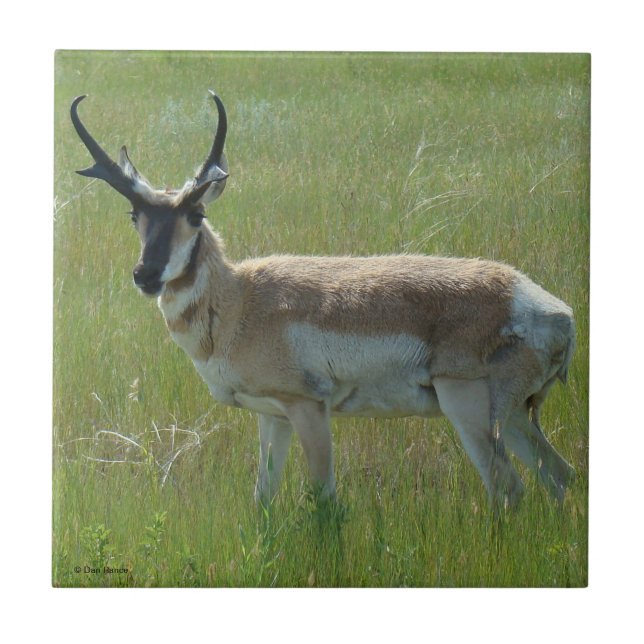 A36 Pronghorn Antelope Buck Kakelplatta (Framsidan)
