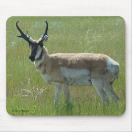 A36 Pronghorn Antelope Buck Musmatta