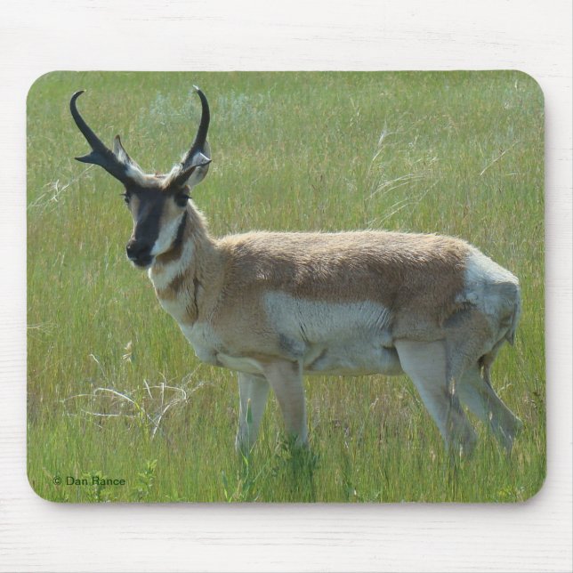 A36 Pronghorn Antelope Buck Musmatta (Framsidan)