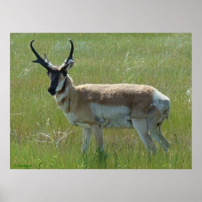 A36 Pronghorn Antelope Buck Poster (Framsidan)